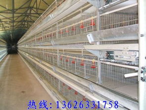 雞籠廠選購指南 價(jià)格、樣式與工程機(jī)械設(shè)備研發(fā)趨勢(shì)